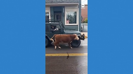 WATCH: Escaped cow proves tricky to lasso on busy street