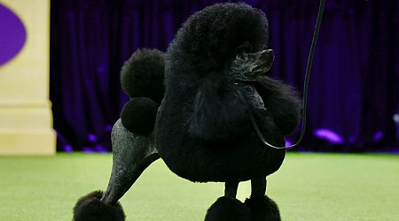 Sage, a miniature poodle, wins top prize at Westminster