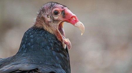 What Killing Turkey Vultures In North America Means For South America