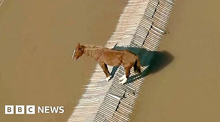 Horse stranded on rooftop and airport floods in Brazil