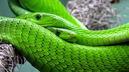 Collecting live snakes in remote Amazon regions for study is no easy task—here's how we do it