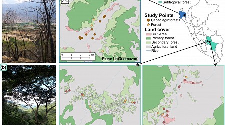 Study explains regional differences in bird diversity in agroforestry systems