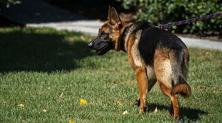 Noem suggests Biden’s dog Commander should suffer a similar fate to Cricket, the dog she shot