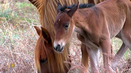 Nature: Mustangs in South Dakota