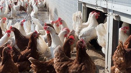 Labor Department investigating Alabama poultry plant for employing minors