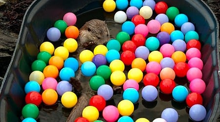 WATCH: Meet Molly, a wild otter that splashes into fun in National Geographic’s new special