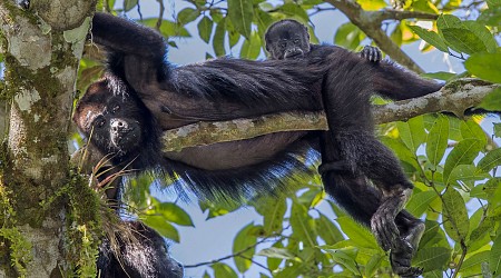 La ola de calor está matando a los monos aulladores en la selva de México