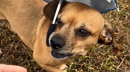 WATCH: Pup holds mini umbrella in the rain