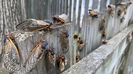 Estados Unidos se prepara para la invasión de unas criaturas en un evento que nadie había visto desde 1803