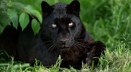 DNA confirms there IS a big cat roaming the British countryside