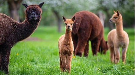 USDA confirms bird flu in alpacas in Idaho