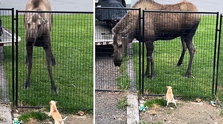 Viral Moose, Chihuahua Encounter is the Love Story We Need