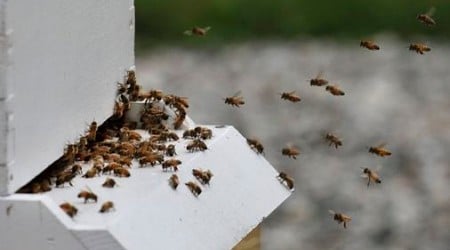 N.H. beekeepers battle Varroa destructor mite