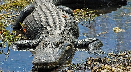 SCDNR opens application window for gator hunt lottery