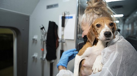 Company that bred beagles for research pleads guilty to neglect, ordered to pay record $35M fine