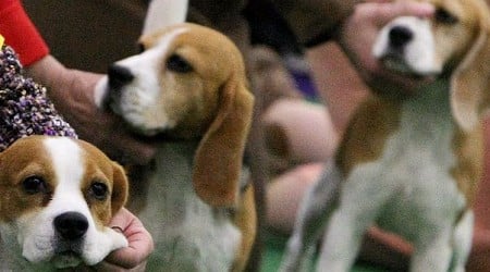 Virginia dog breeder ordered to pay record $35M fine after 4K beagles rescued