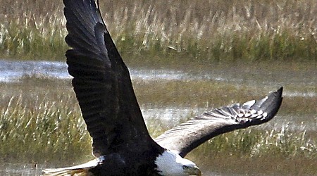 New Jersey plans to drop the bald eagle from its endangered species list