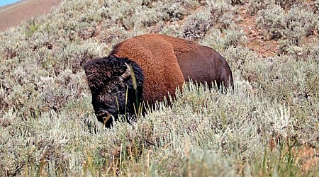 Bison gores 83-year-old woman in Yellowstone National Park