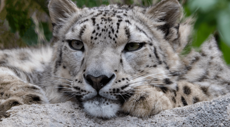 Utah snow leopard expecting her first cub at Hogle Zoo