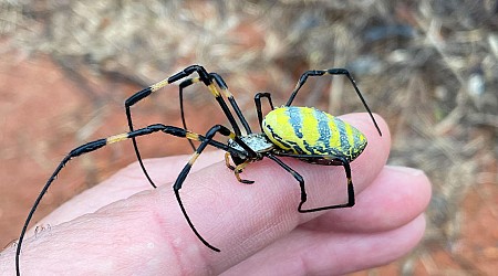 Giant venomous flying spiders with 4-inch legs heading to New York area as they spread across East Coast