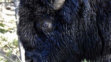 South Carolina woman gored by bison in Yellowstone