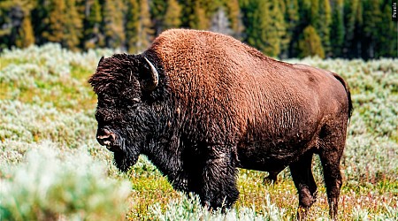 83-year-old South Carolina woman gored by bison in Yellowstone National Park suffers serious injuries