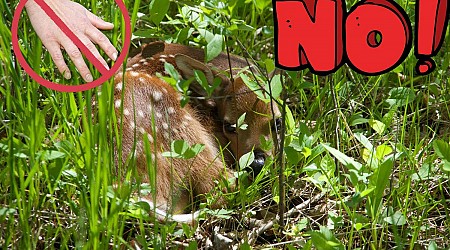 Minnesota DNR - Stop Kidnapping Fawns