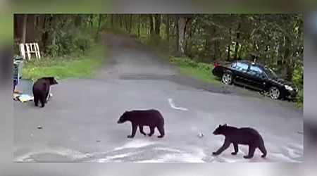 Bear Chases Dog, And Then Dog's Owner In Minnesota