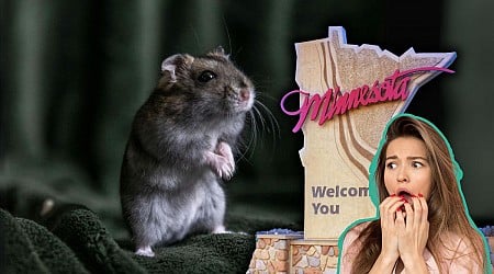 Homes With The Most Mice And Rats Are In These 2 Minnesota Towns