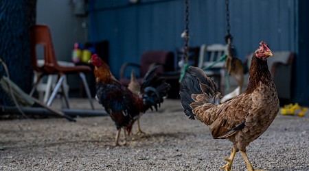 Bird Flu Outbreak Hits California