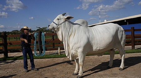 She's the world's most expensive cow, and part of Brazil's plan to put beef on everyone's plate