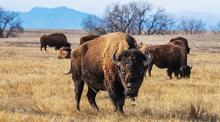 83-year-old woman gored by bison at Yellowstone National Park