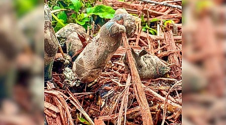 Creepy Dead Man's Fingers Found Lurking in Minnesota Backyard