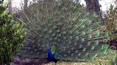 Peacock evades animal control officers in Michigan