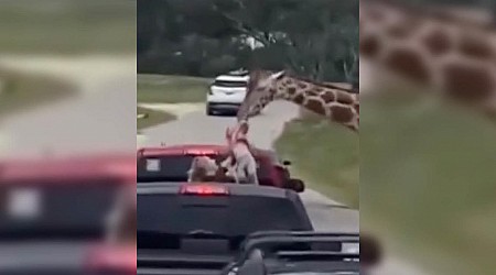 Giraffe hoists 2-year-old into the air at drive-thru safari park: "My heart stopped"