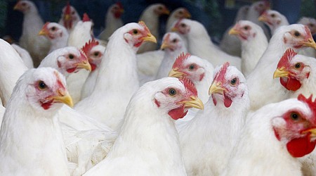 WHO confirms first death in Mexico from bird flu never seen in humans