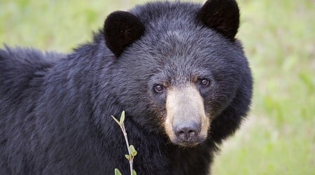 First Black Bear Killing of Human Confirmed in California