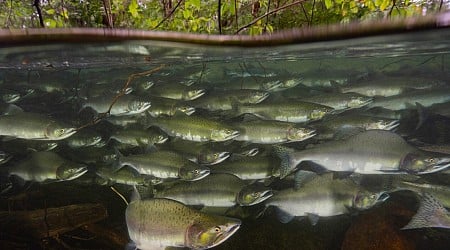 Schooling fish expend less energy in turbulent water compared to solitary swimmers, study finds