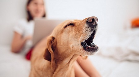 Künstliche Intelligenz: Sag mir, was mein Hund mir sagen will