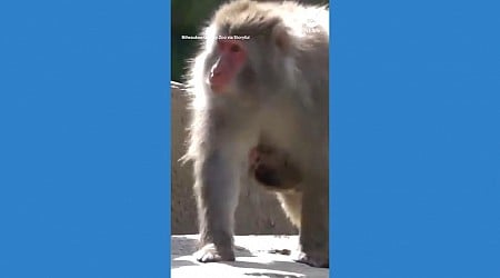 WATCH: Baby monkey hitches a ride on mom at Wisconsin zoo