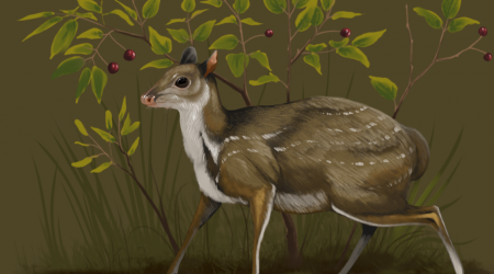 New genus of tiny, prehistoric hornless deer found at Badlands National Park