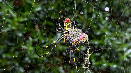 What you need to know about the giant, 'flying' spiders spreading over the eastern US