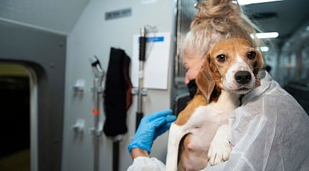 Company that bred beagles for research ordered to pay $35M fine