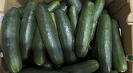 More than 150 in U.S. became sick due to a possible salmonella outbreak in cucumbers