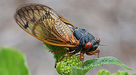 Cicada Double Brood Is Coming and Is Already Buzzing in Some Regions - CNET