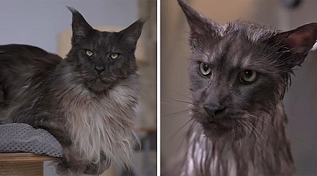 Distinguished Maine Coon Cat Gets A Bath And Turns Into An Adorable Derp (Video)