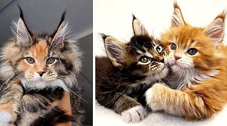 Large and in Charge: Purrfect Pictures of Majestic Maine Coon Cats for Feline Enthusiasts