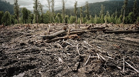 An Autonomous Logging Machine Could Make Forestry Safer