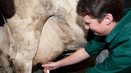 American Farms Have a Drug Problem