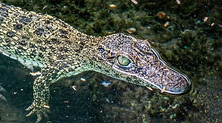 Feral cats ate critically endangered baby crocodiles in Cuba, study suggests